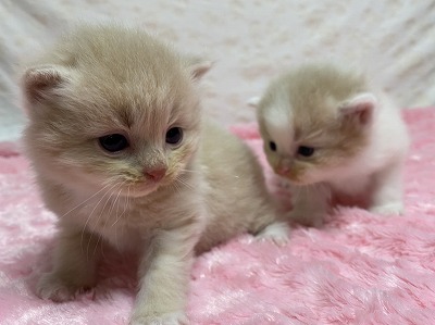 子猫が２匹誕生しました!