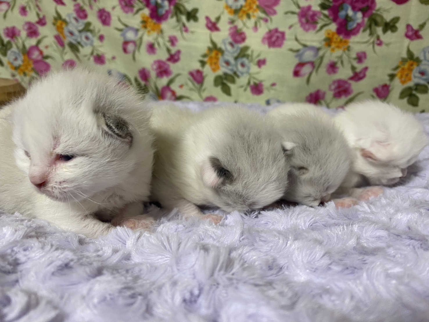 子猫が４匹誕生しました！