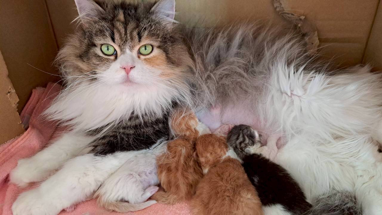 子猫が誕生しました！